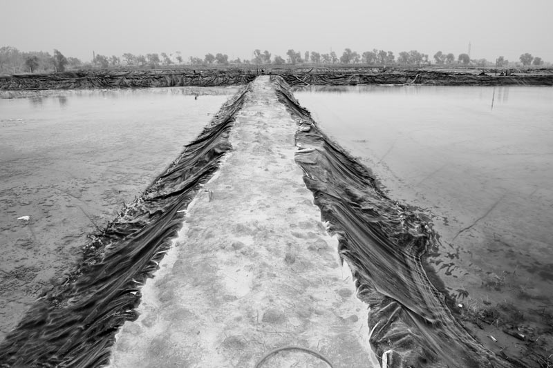 Shrimp Farming in Saline Agricultural Fields in Haryana - Plastic lined shrimp ponds